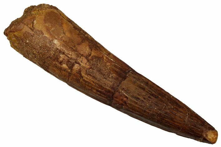 Fossil Spinosaurus Tooth - Real Dinosaur Tooth #340388